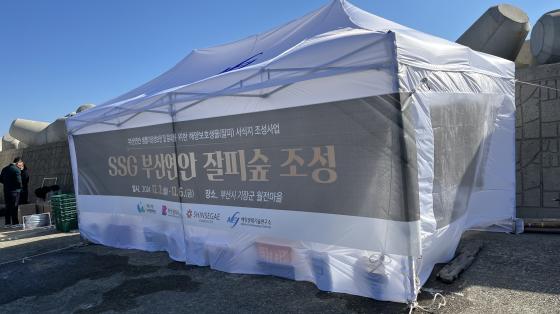 SSG 부산연안 잘피숲 조성